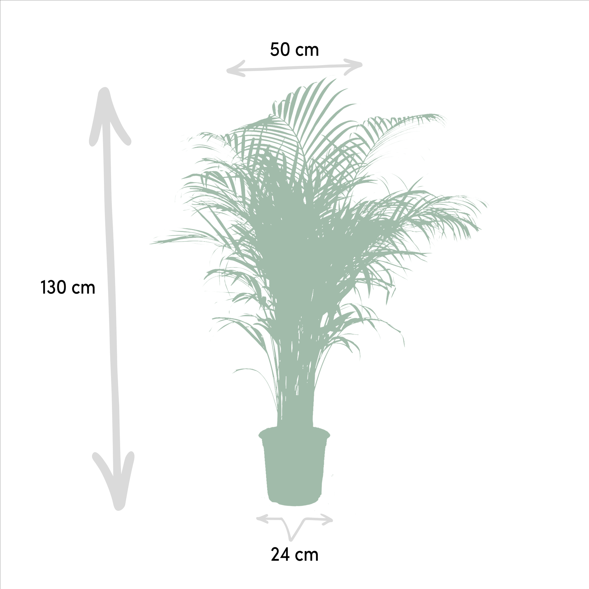 Areca Palm Ø 21 H 130 cm 3