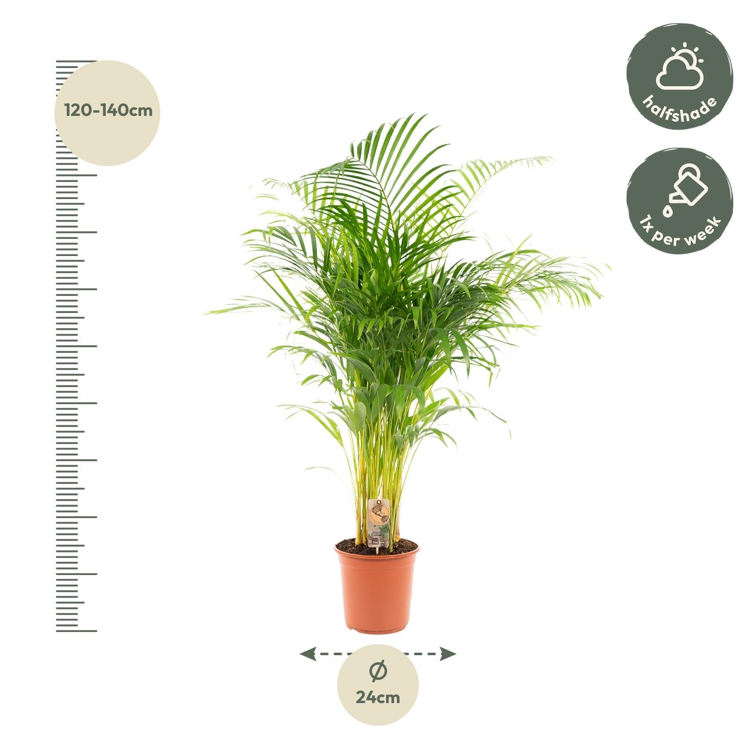 Areca Palm Ø 21 H 130 cm 4