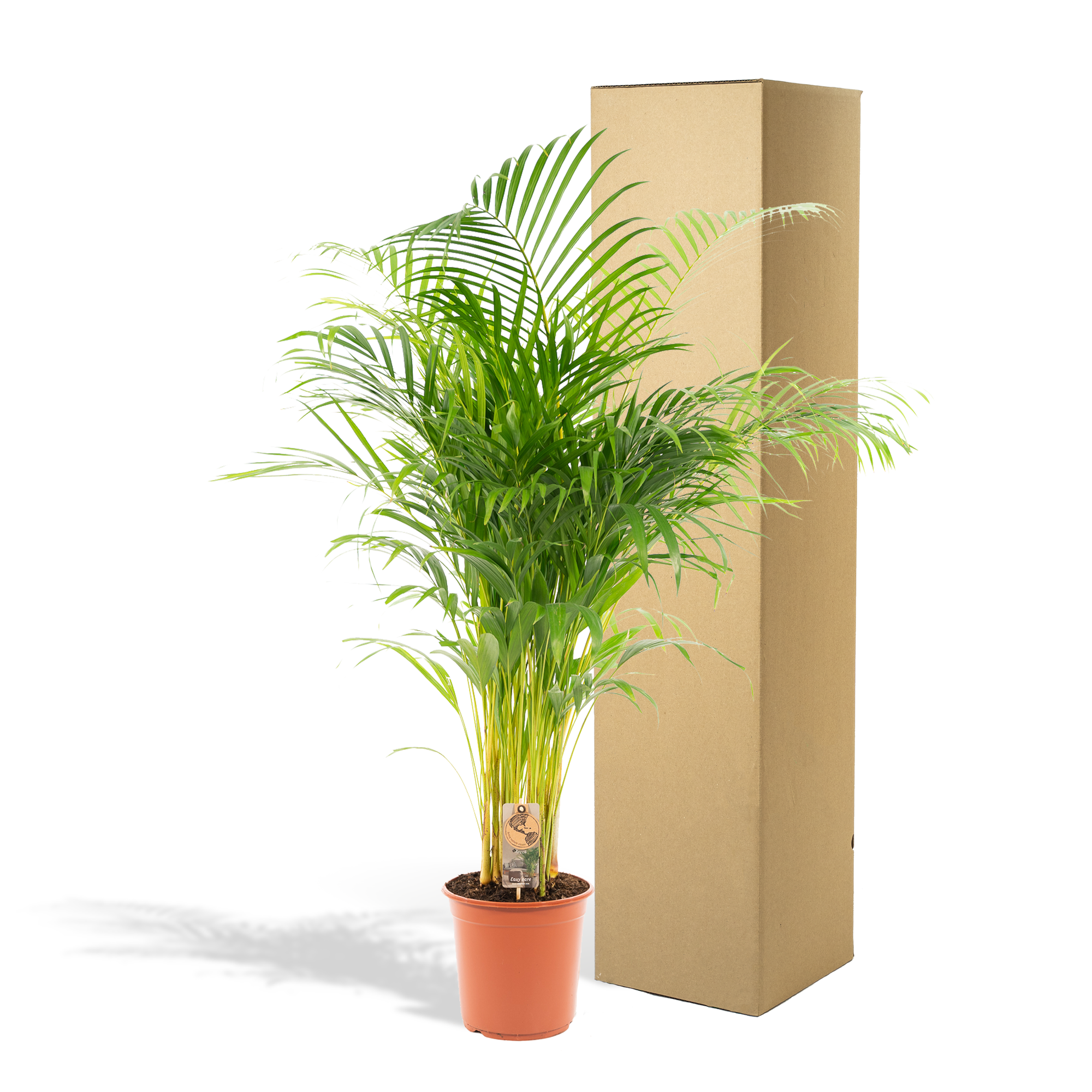 Areca Palm Ø 21 H 130 cm 5