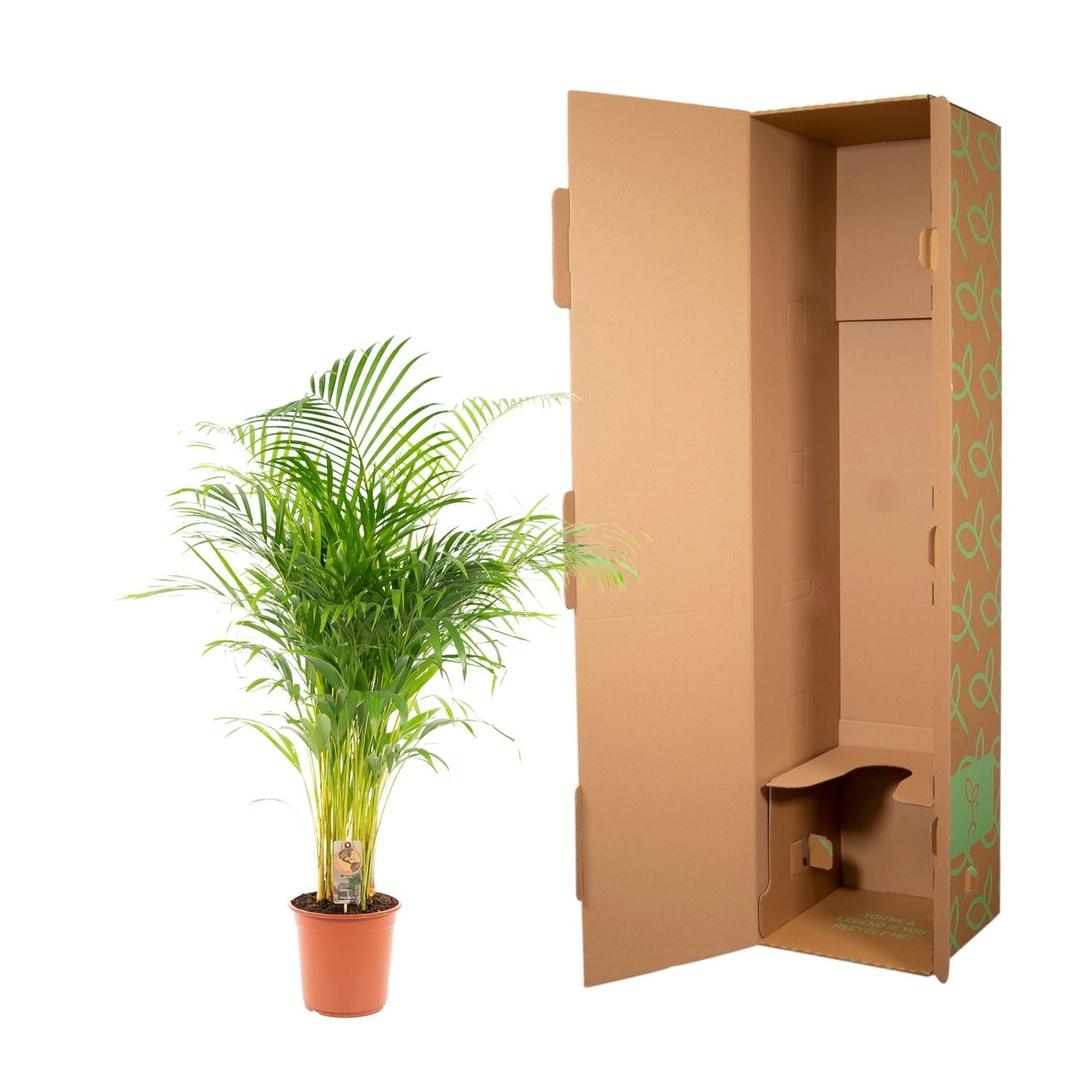 Areca Palm Ø 21 H 130 cm 6
