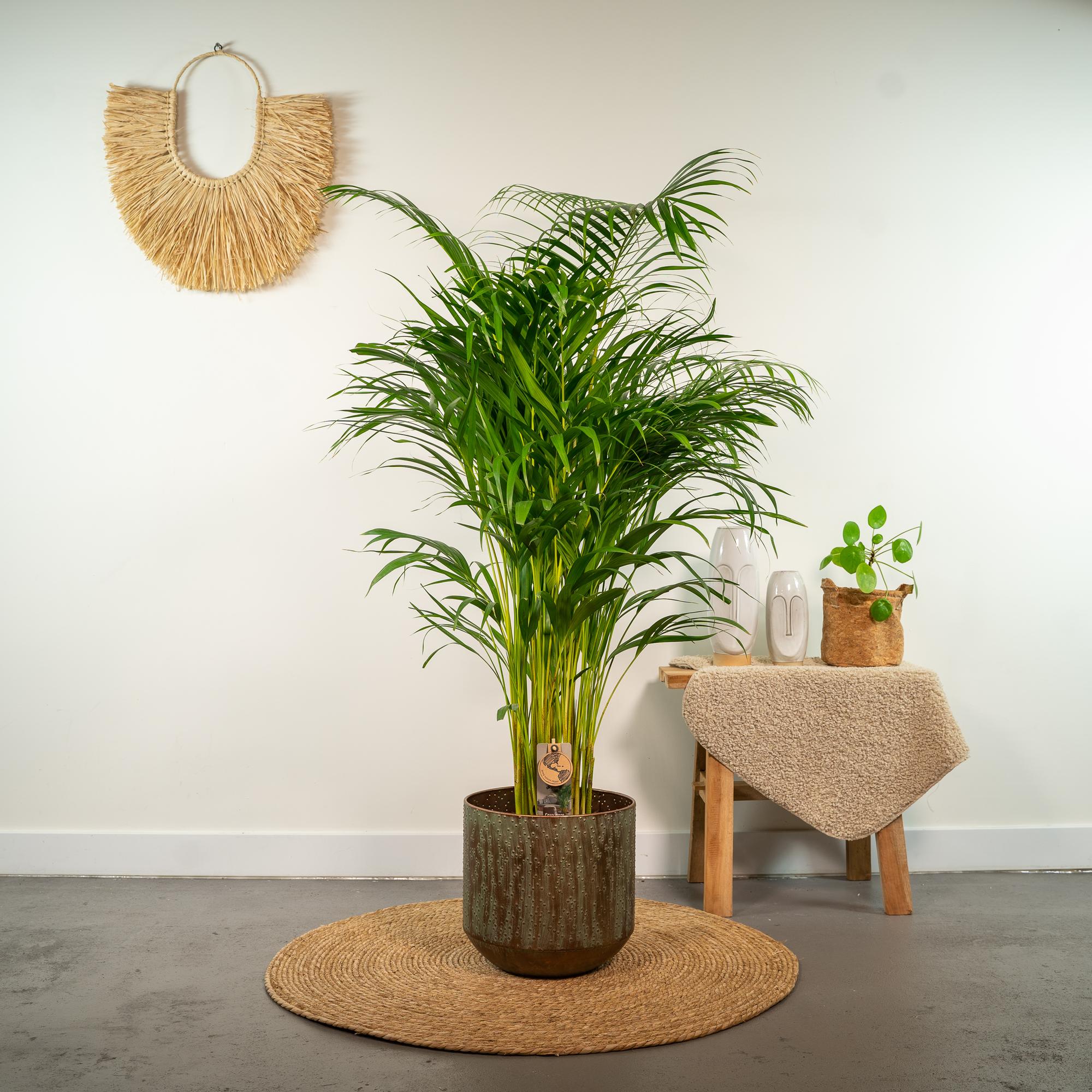 Areca Palm Ø 21 H 130 cm 7