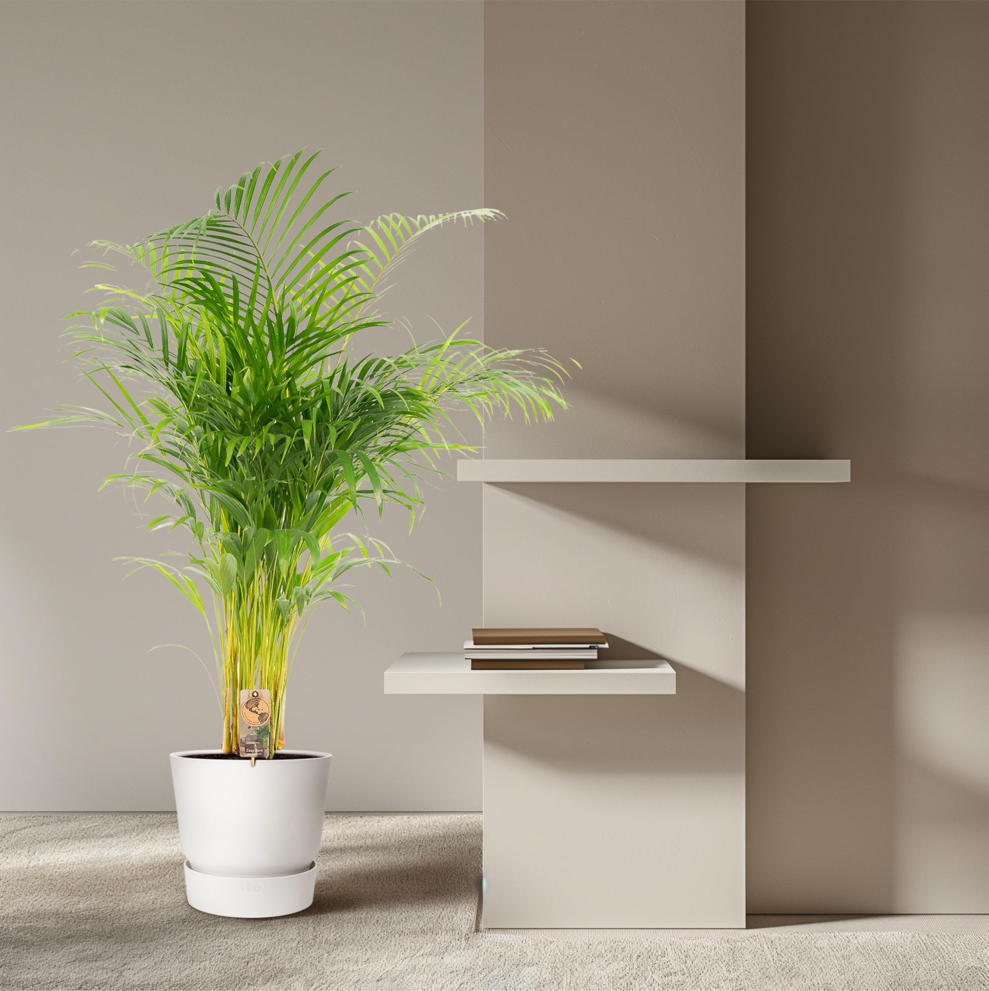 Areca Palm Ø 21 H 130 cm 8