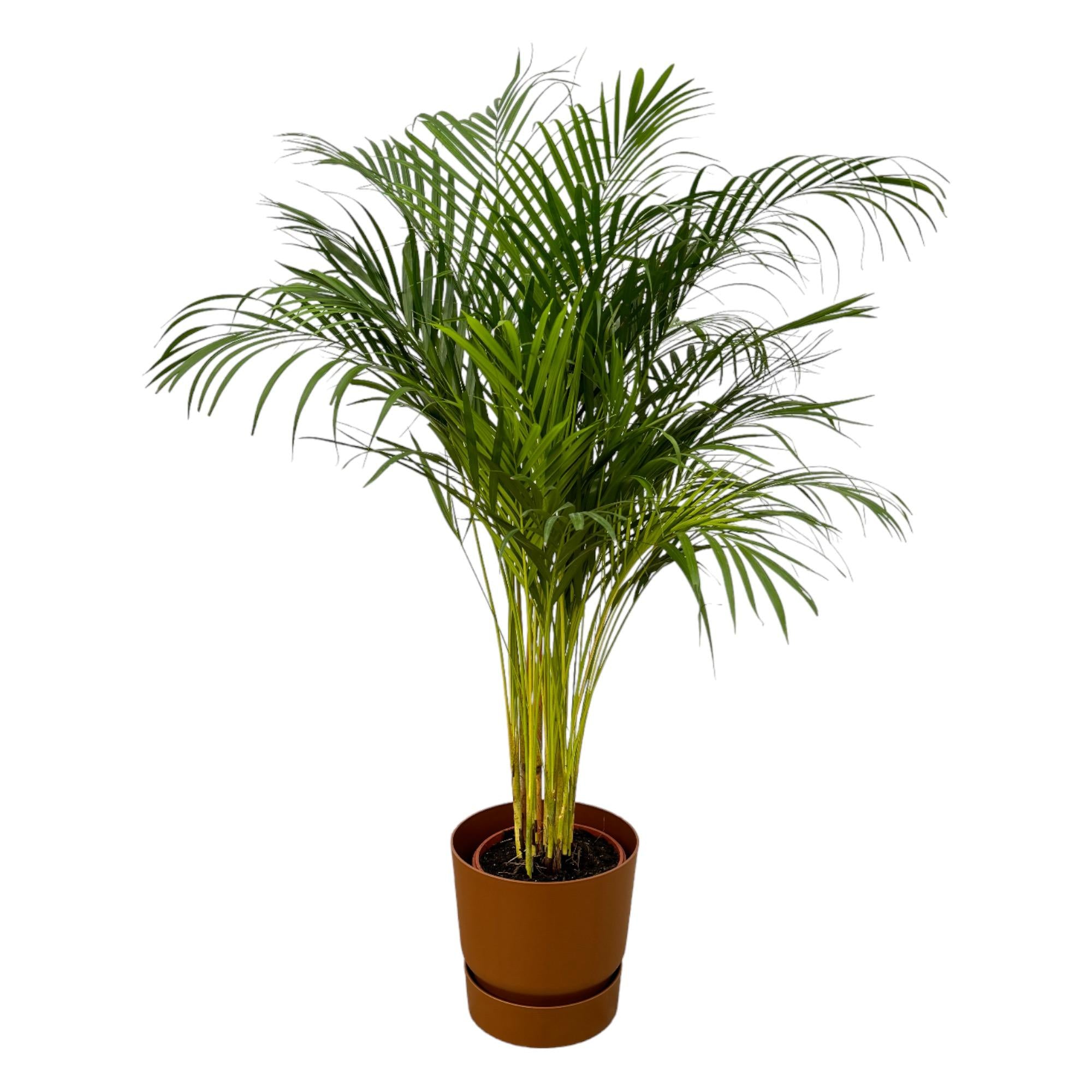 Areca Palm Ø 24 H 130 cm Inclusief Elho Greenville Round Bruin Ø 30 H 28 cm