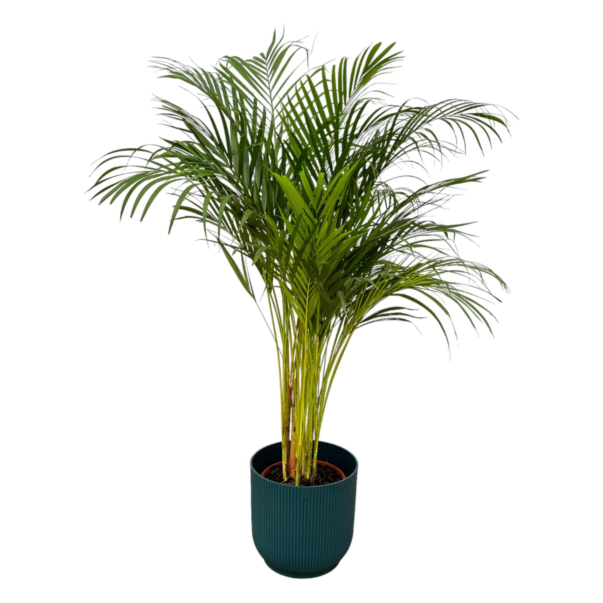 Areca Palm Ø 24 H 130 cm Inclusief Elho Vibes Fold Round Blauw Ø 30 H 27 cm