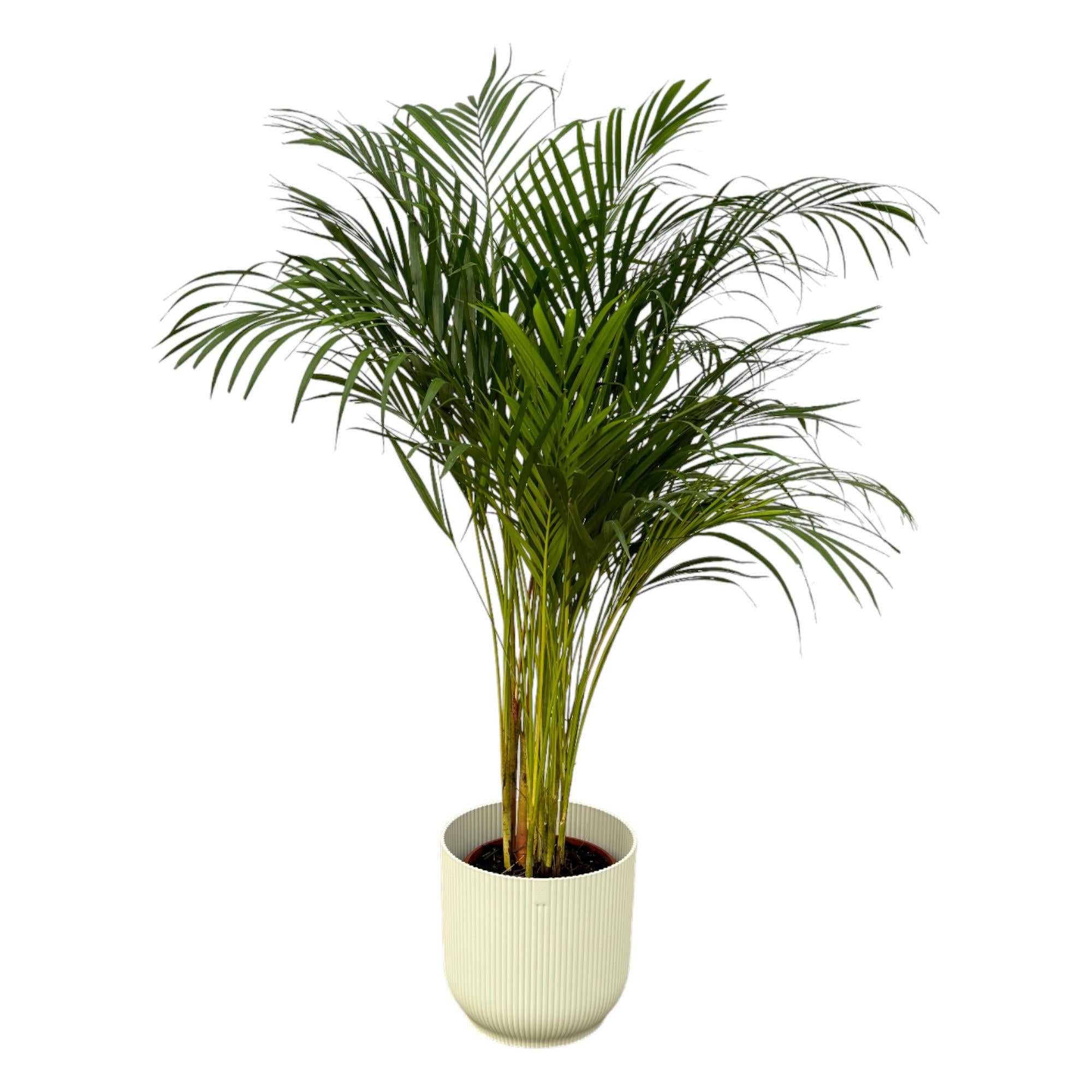 Areca Palm Ø 24 H 130 cm Inclusief Elho Vibes Fold Round Wit Ø 30 H 27 cm