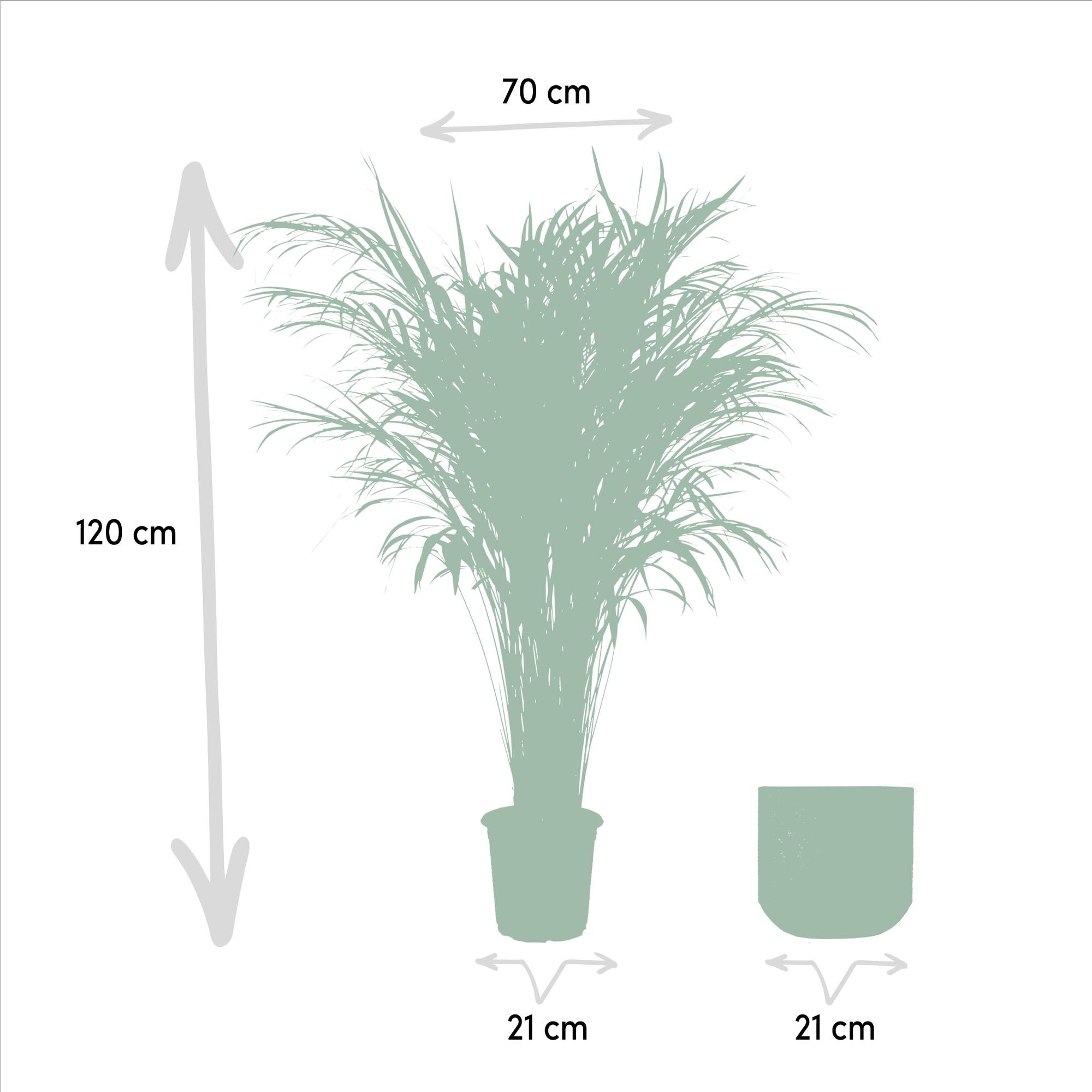 Areca Palm Inclusief Pot Ø 21 H 110 cm 2