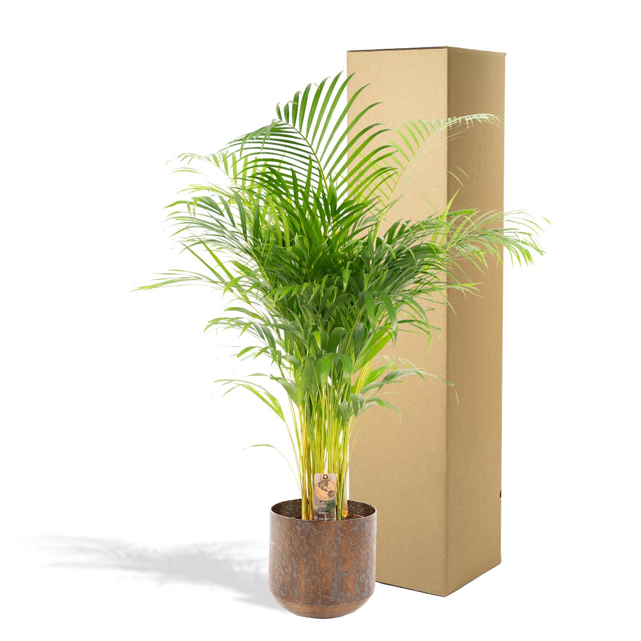 Areca Palm Inclusief Pot Ø 21 H 110 cm 2 3