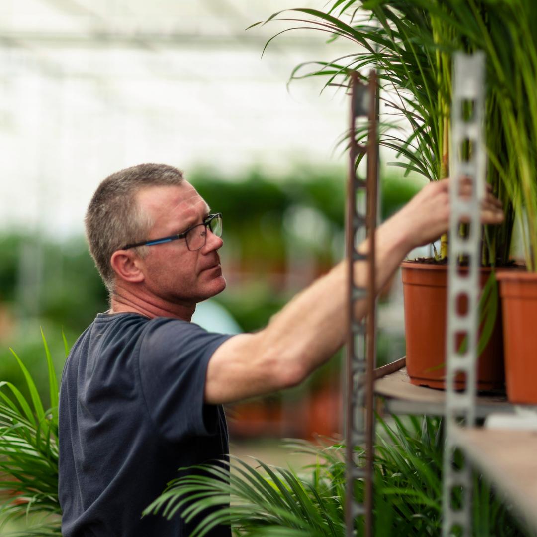 Areca Palm Inclusief Pot Ø 21 H 110 cm 2 7