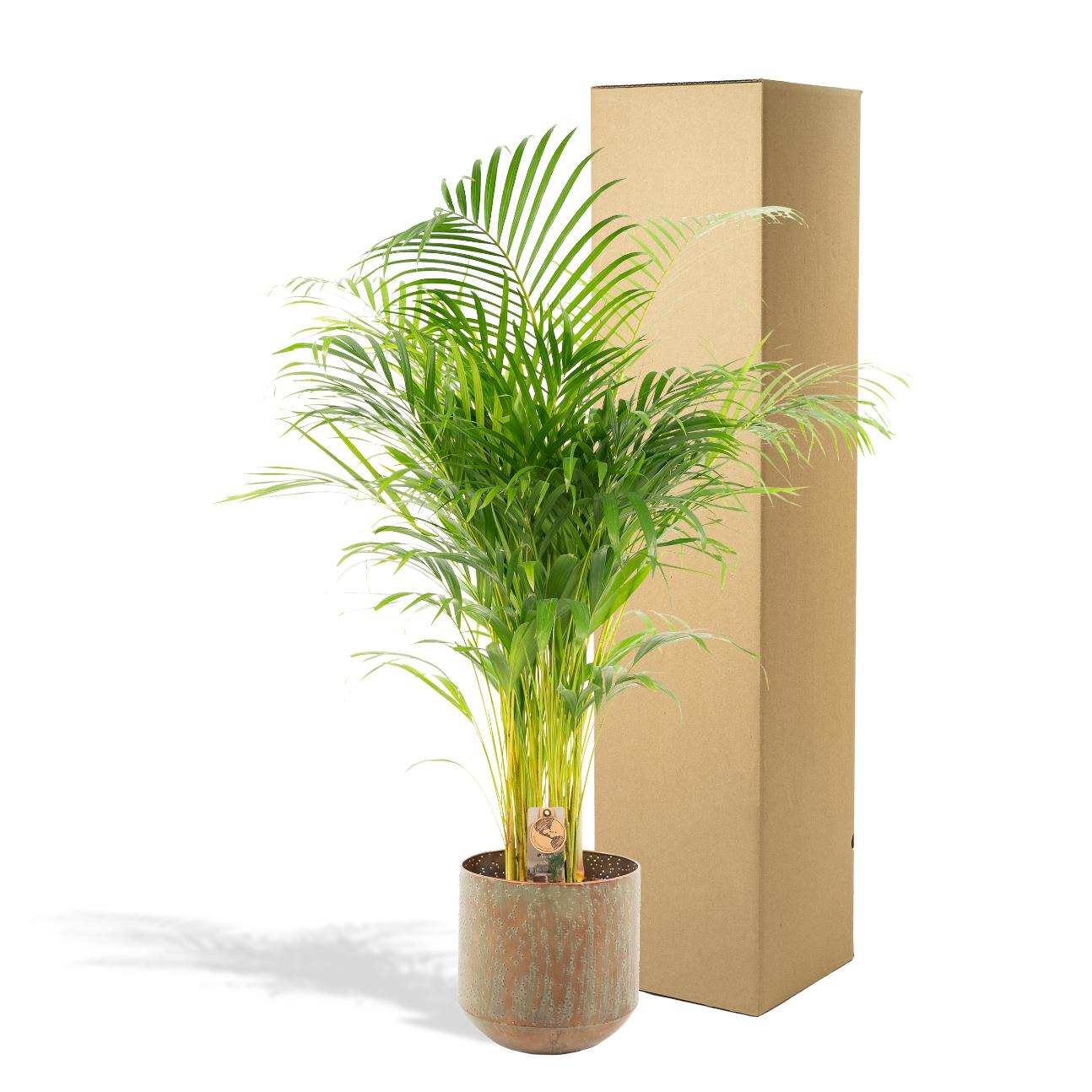 Areca Palm Inclusief Pot Ø 21 H 110 cm 3