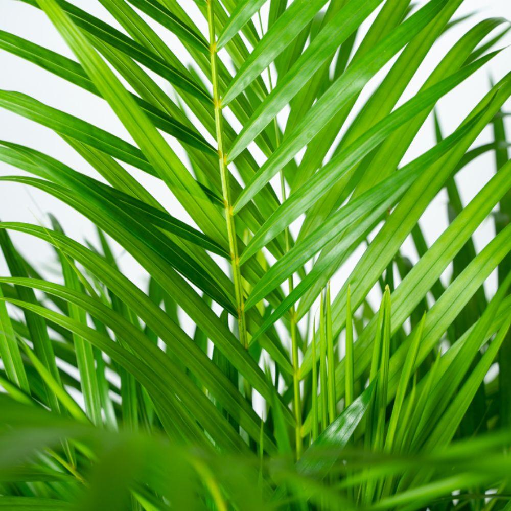 Areca Palm Inclusief Pot Ø 21 H 110 cm 5