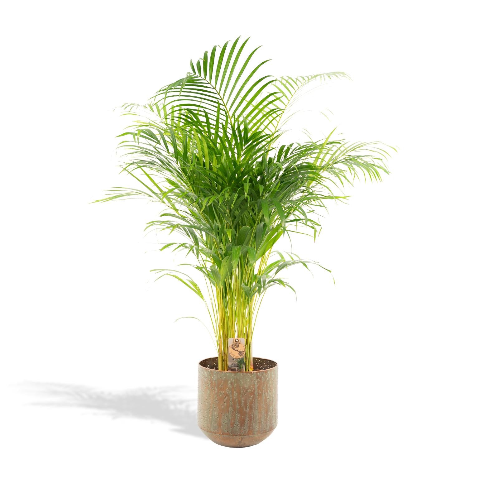 Areca Palm Inclusief Pot Ø 24 H 130 cm