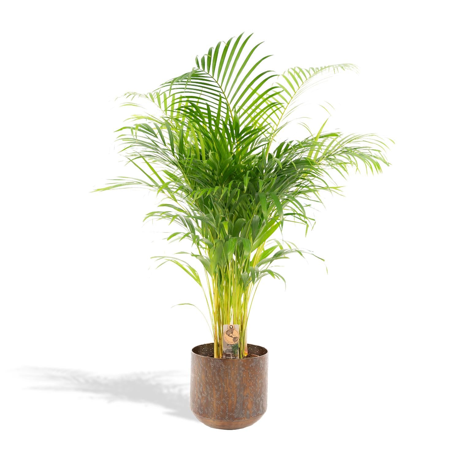 Areca Palm Inclusief Pot Ø 24 H 130 cm 2 1