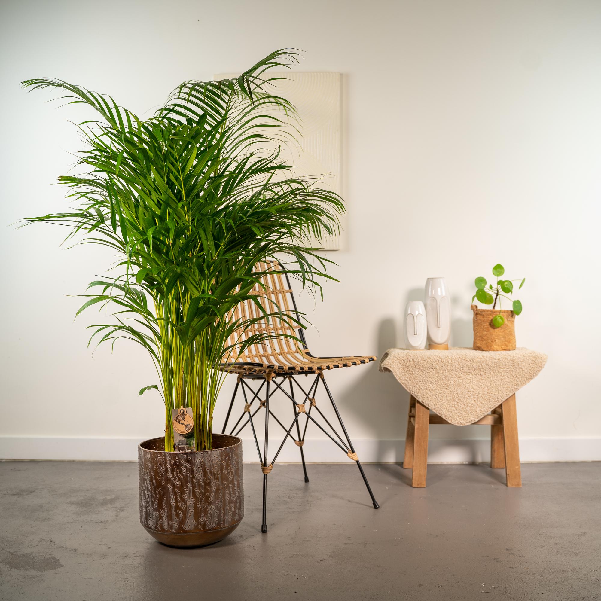 Areca Palm Inclusief Pot Ø 24 H 130 cm 2 3