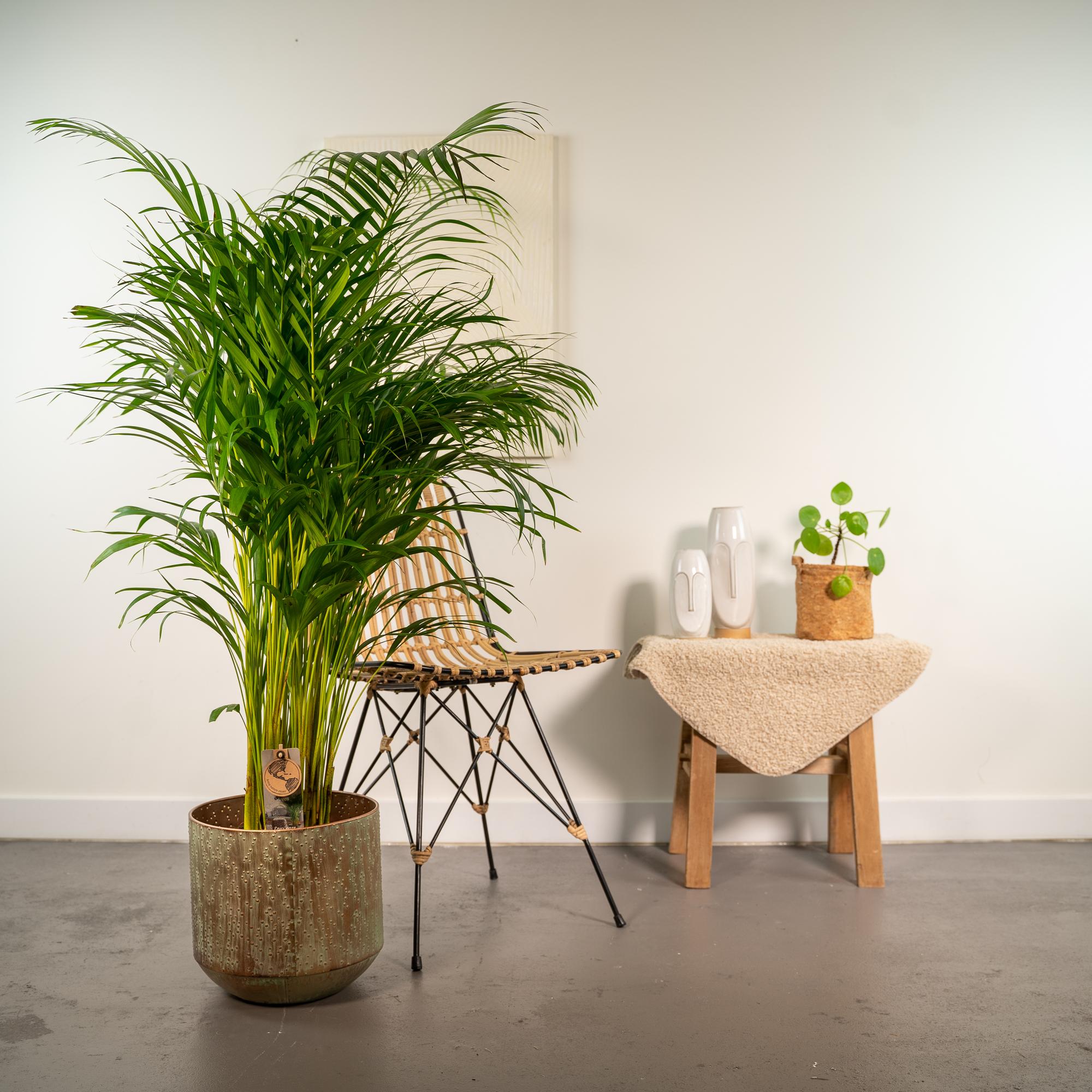 Areca Palm Inclusief Pot Ø 24 H 130 cm 3