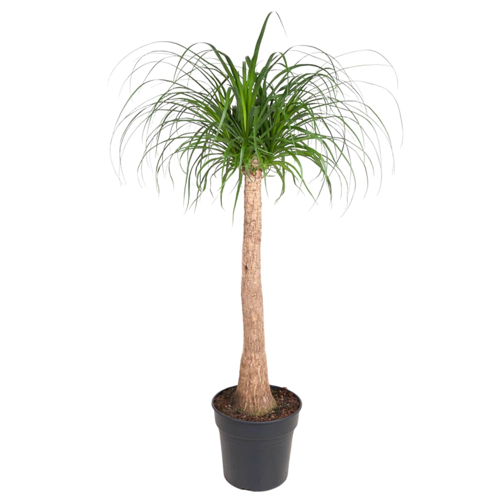 Beaucarnea (op stam) Ø 32 H 120 cm