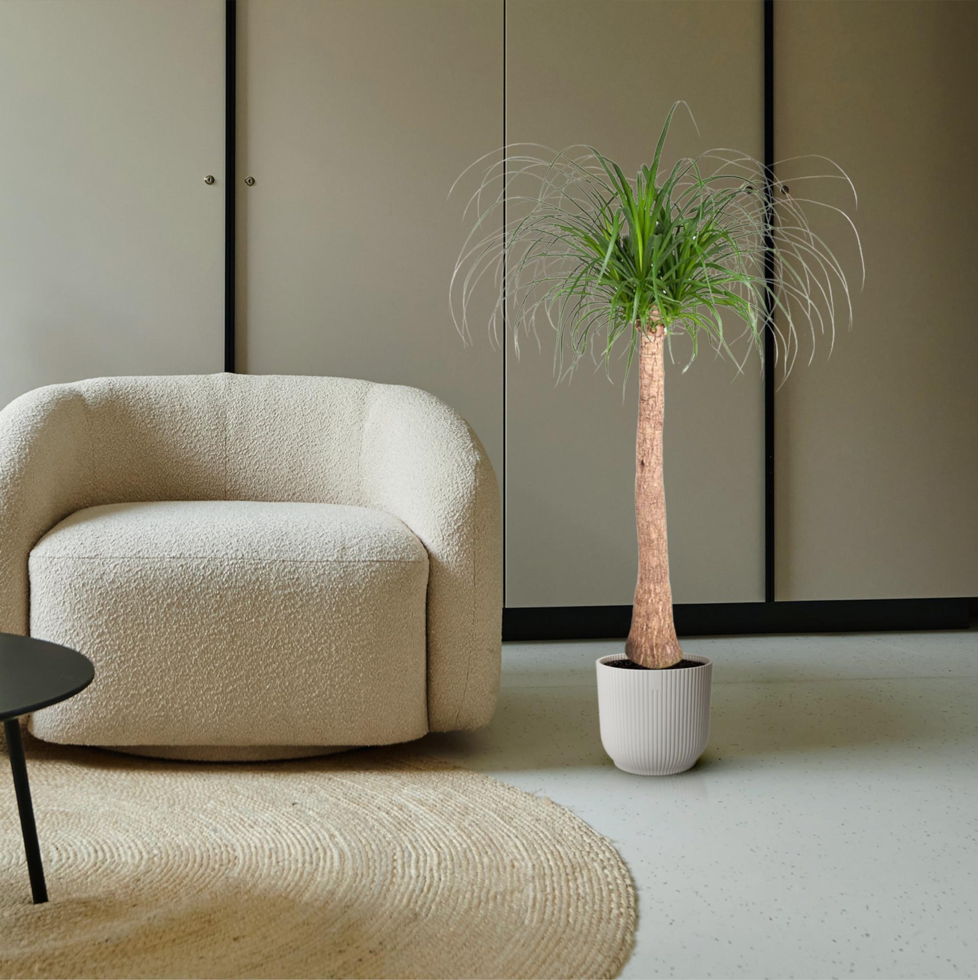 Beaucarnea (op stam) Ø 32 H 120 cm 4