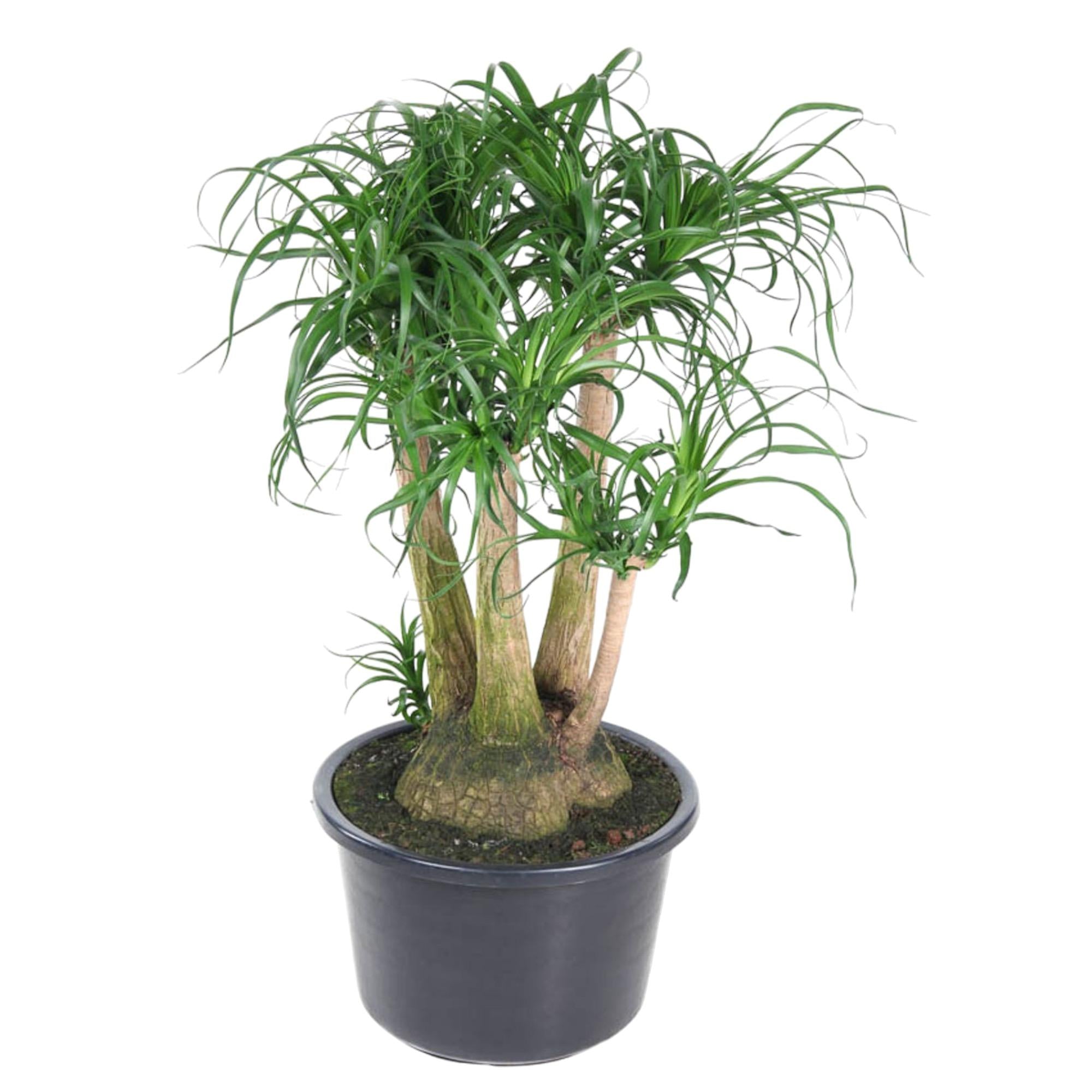 Beaucarnea (vertakt) Ø 41 H 110 cm