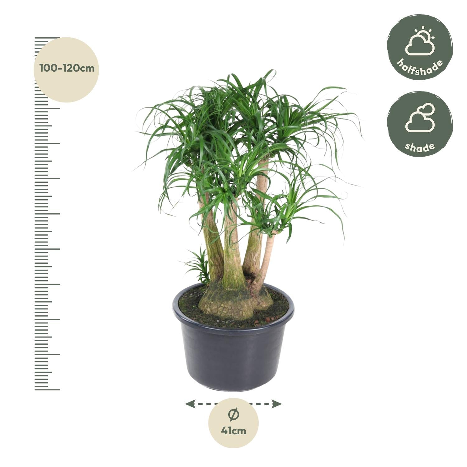 Beaucarnea (vertakt) Ø 41 H 110 cm 2