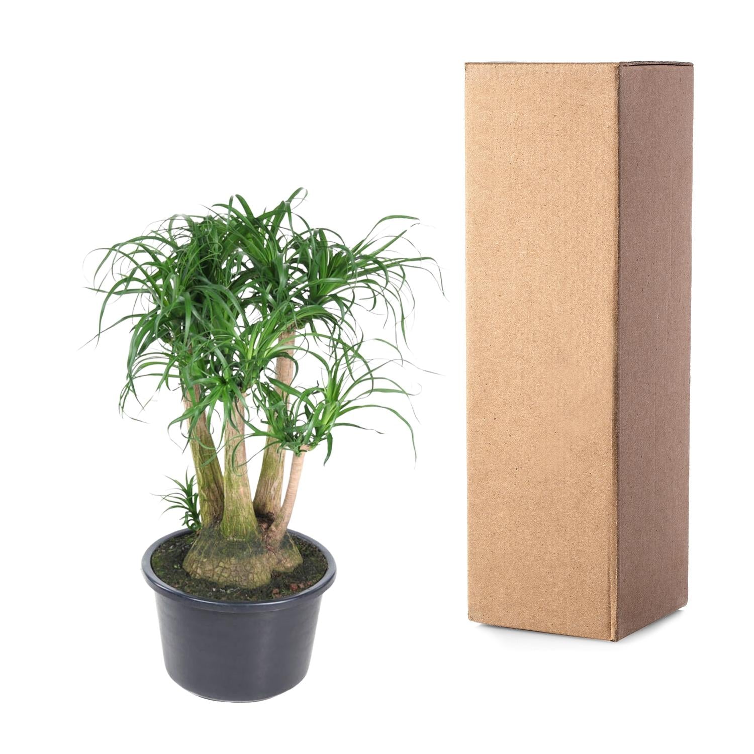 Beaucarnea (vertakt) Ø 41 H 110 cm 3