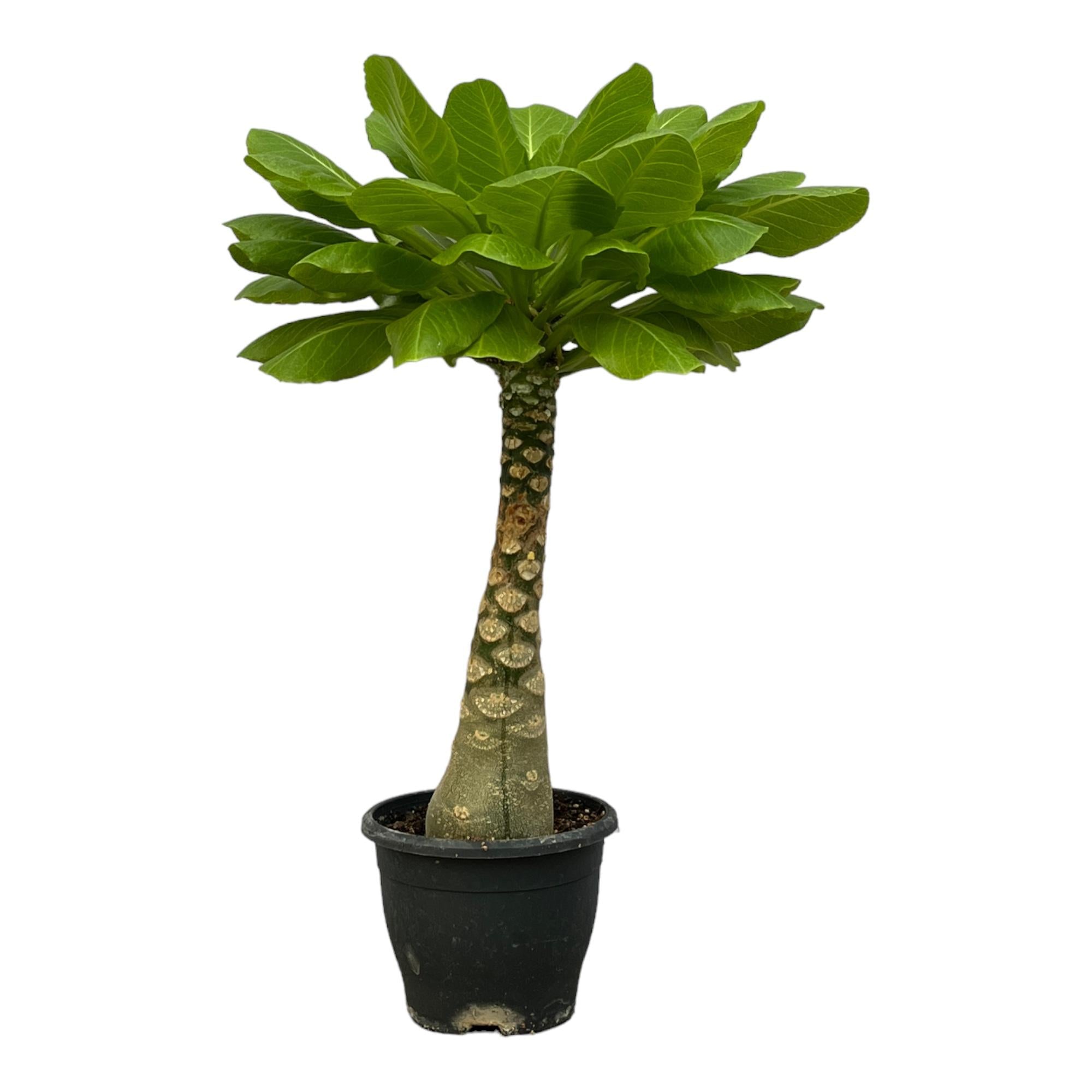 Brighamia Insignis Ø 12 H 25 cm