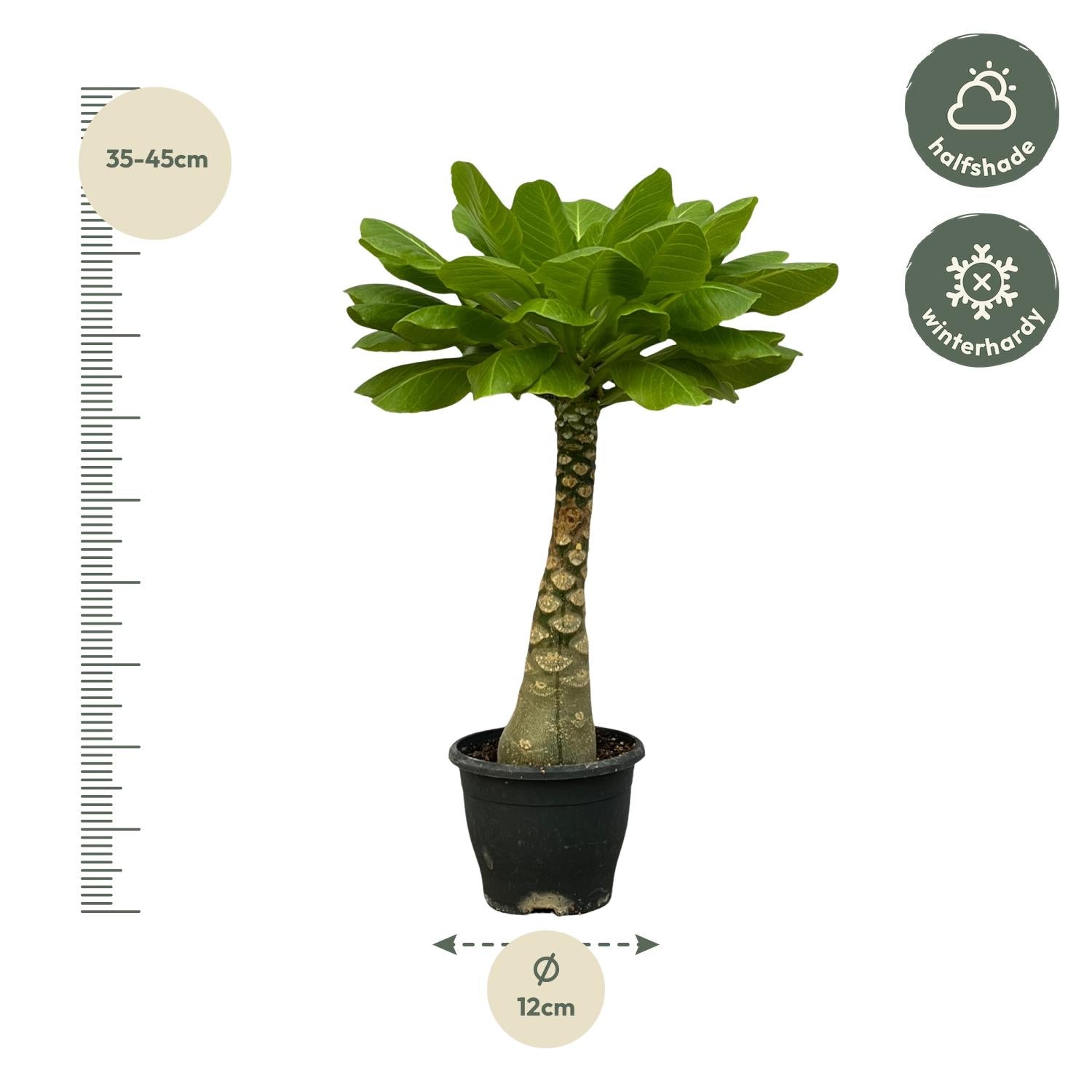 Brighamia Insignis Ø 12 H 25 cm 2