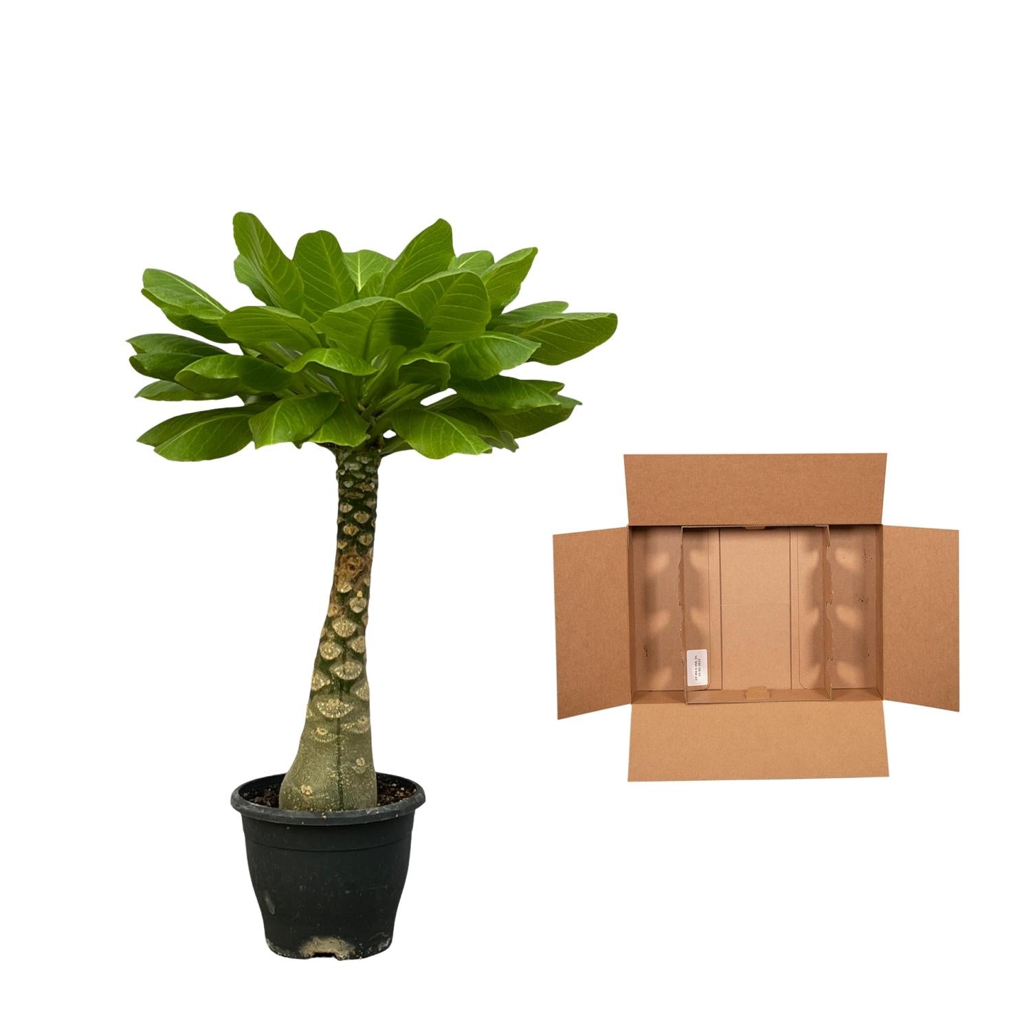 Brighamia Insignis Ø 12 H 25 cm 3