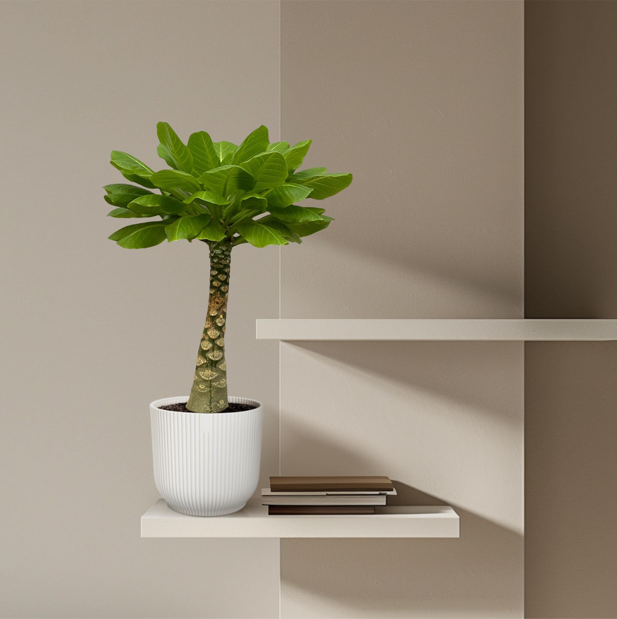 Brighamia Insignis Ø 12 H 25 cm 4