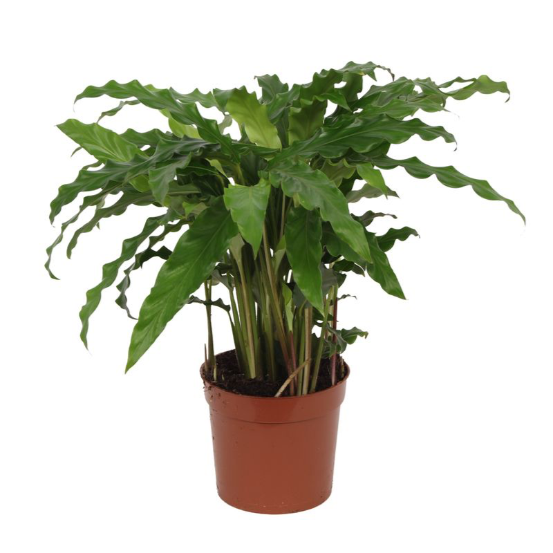 Calathea Bluegrass Ø 12 H 35 cm