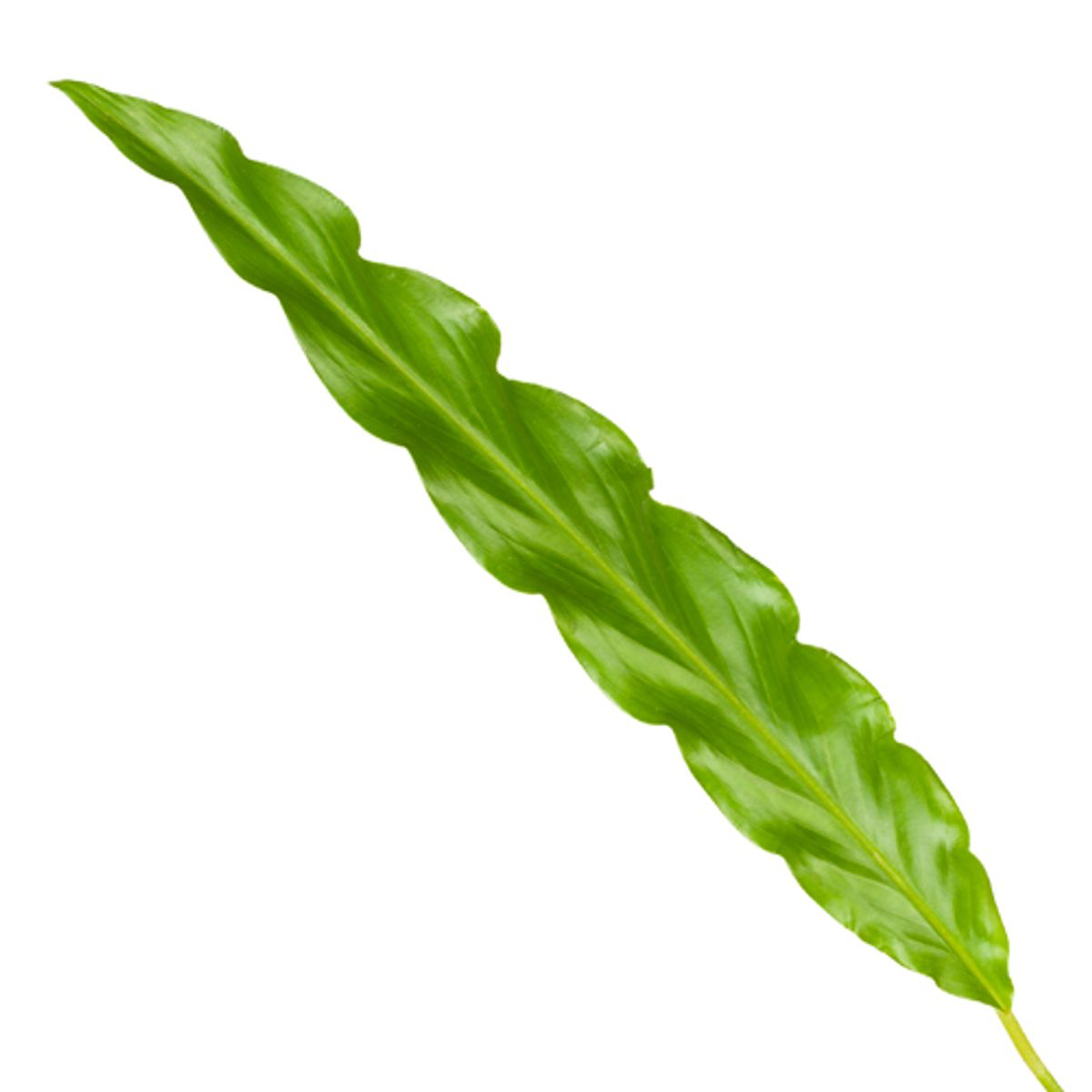 Calathea Bluegrass Ø 12 H 35 cm 2