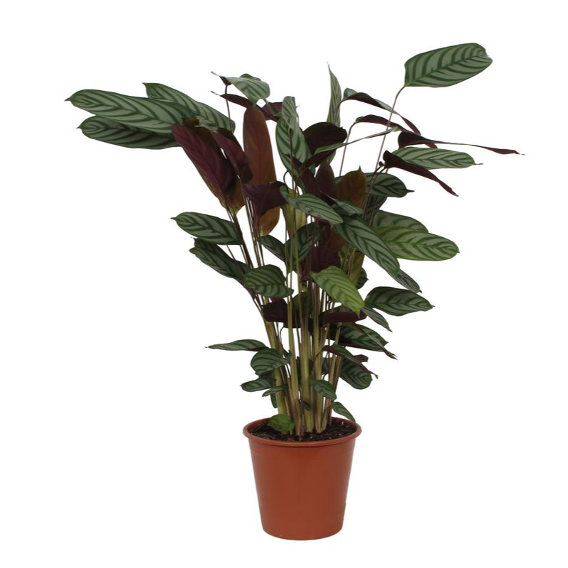 Calathea Compactstar Ø 21 H 90 cm