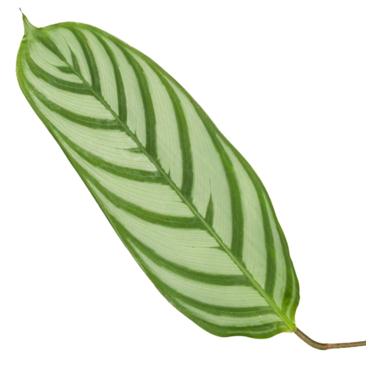 Calathea Compactstar Ø 21 H 90 cm 2