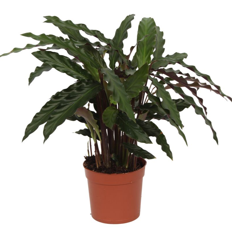 Calathea Elgergrass Ø 17 H 70 cm