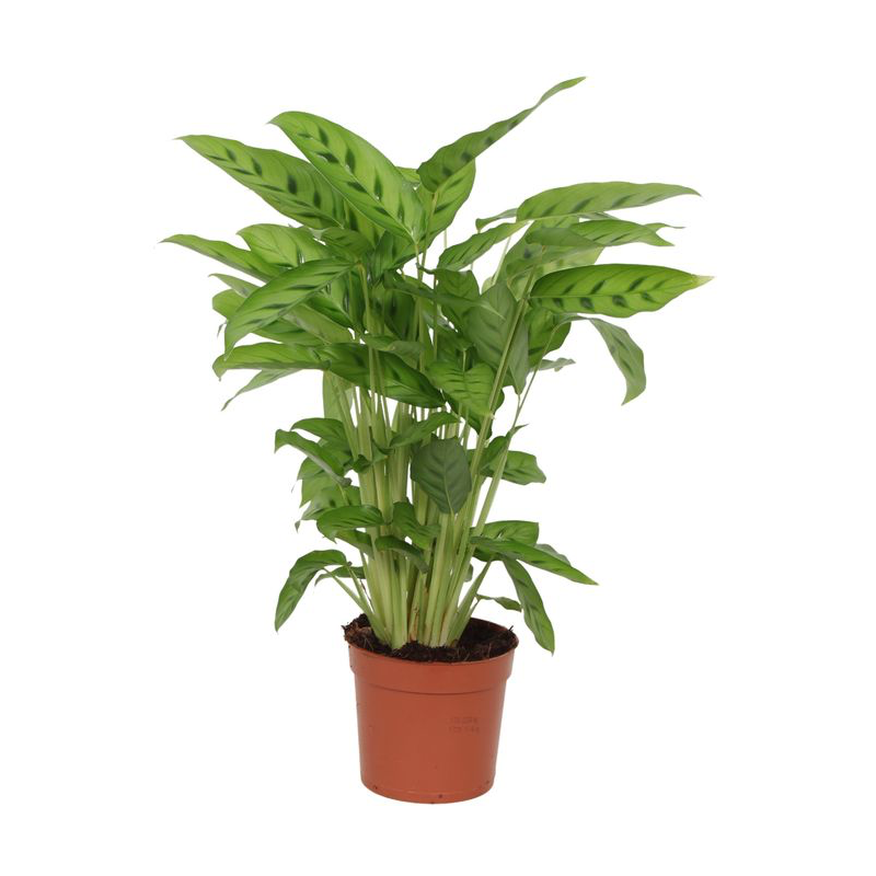 Calathea Leopardina Ø 12 H 35 cm