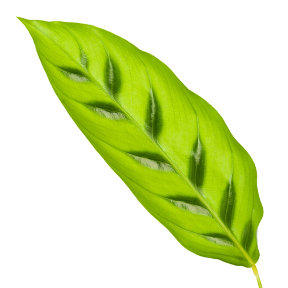 Calathea Leopardina Ø 12 H 35 cm 2