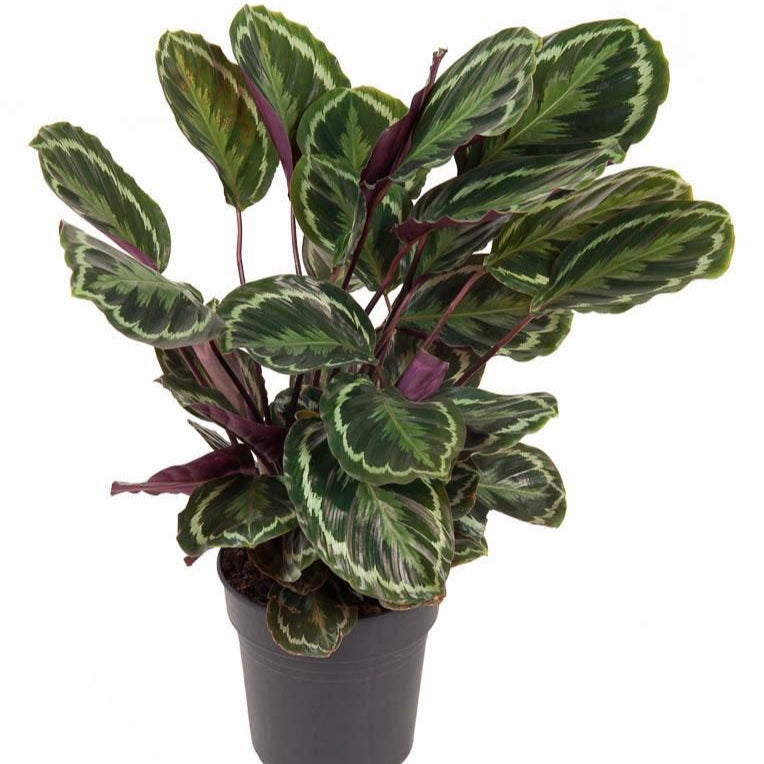Calathea Medallion Ø 24 H 80 cm