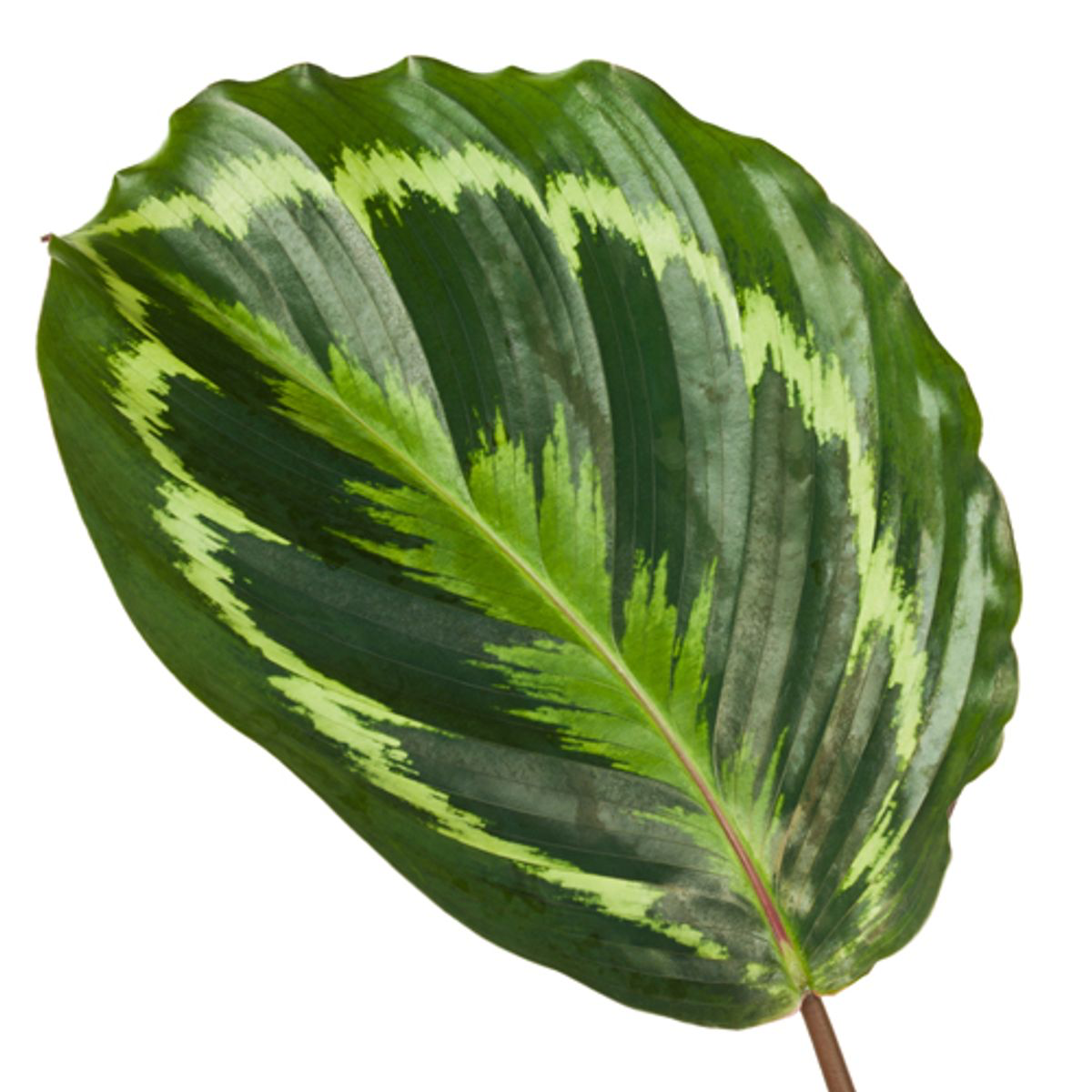 Calathea Medallion Ø 24 H 80 cm 2