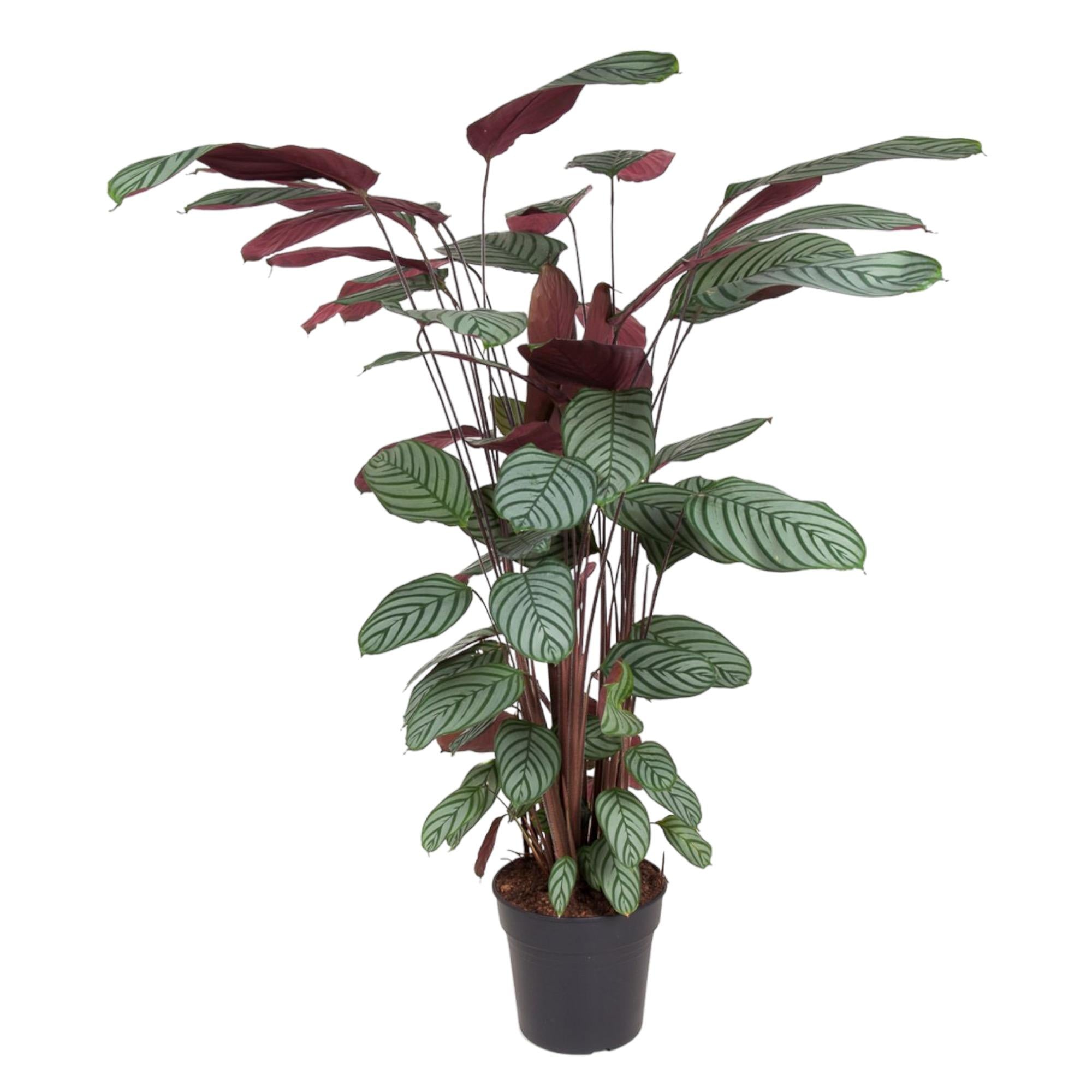 Calathea Oppenheimiana Ø 27 H 130 cm