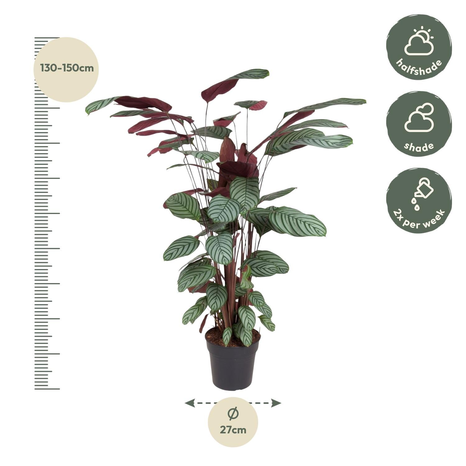 Calathea Oppenheimiana Ø 27 H 130 cm 2
