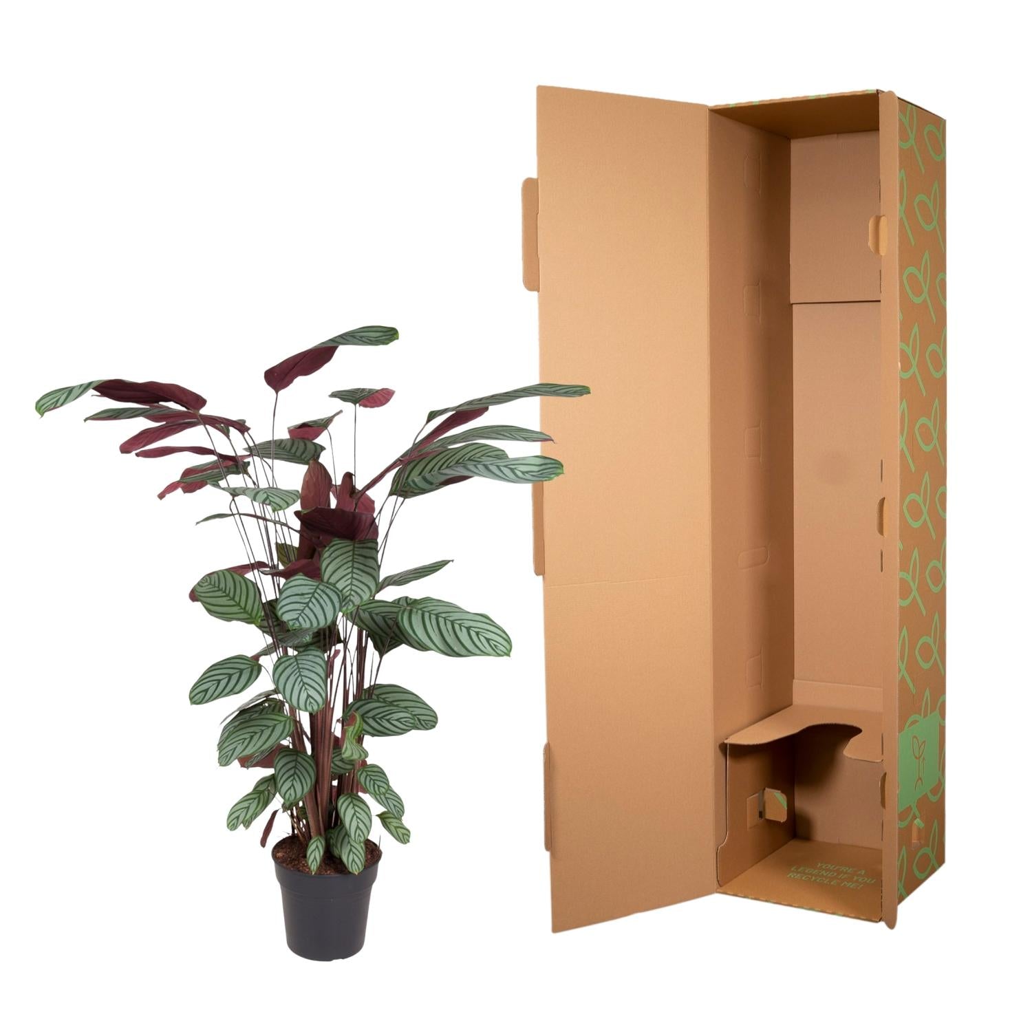 Calathea Oppenheimiana Ø 27 H 130 cm 3