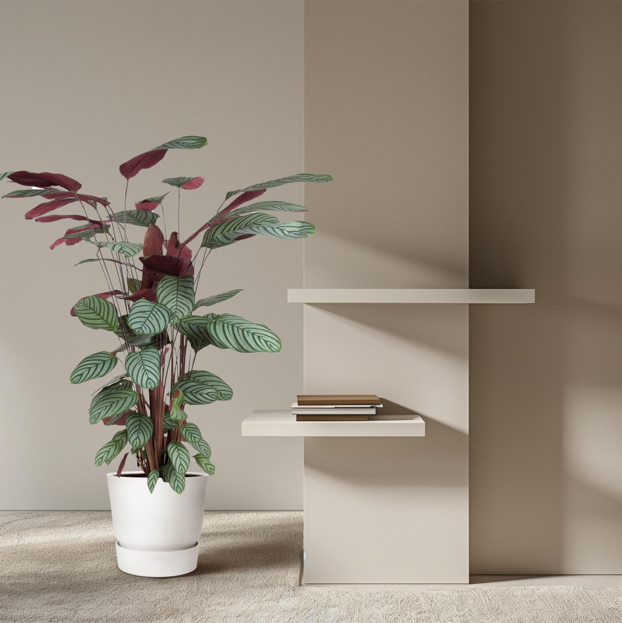 Calathea Oppenheimiana Ø 27 H 130 cm 4