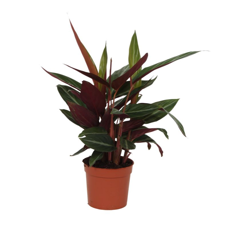 Calathea Stripestar Ø 12 H 40 cm