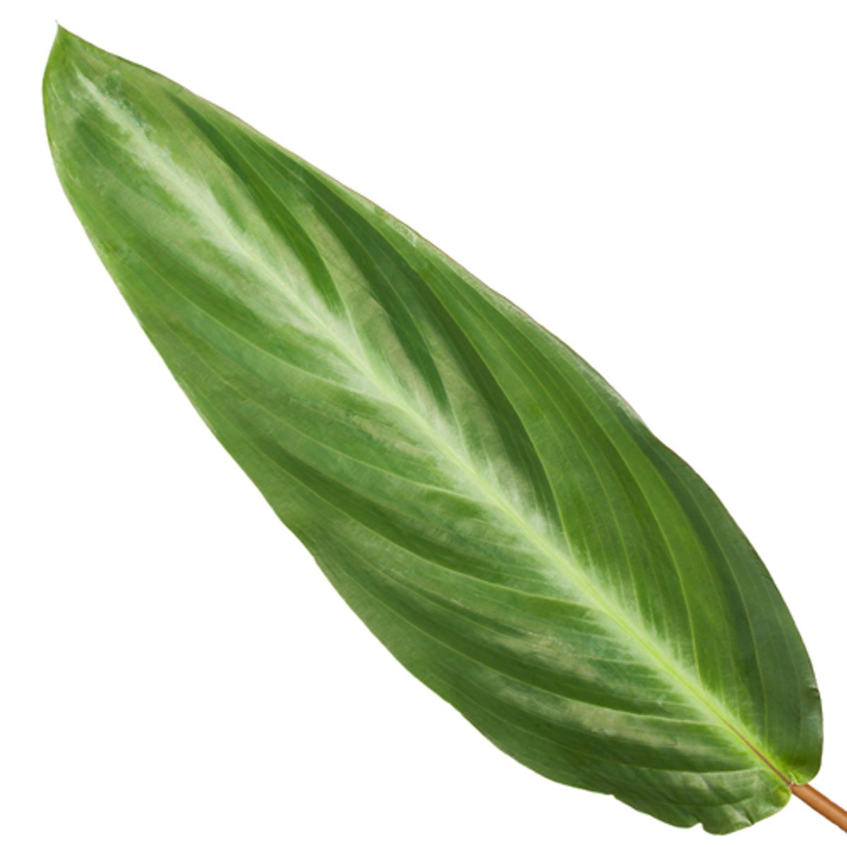 Calathea Stripestar Ø 12 H 40 cm 2