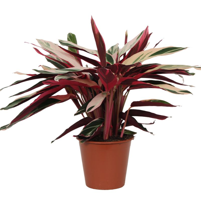 Calathea Triostar (Stromanthe) Ø 19 H 80 cm