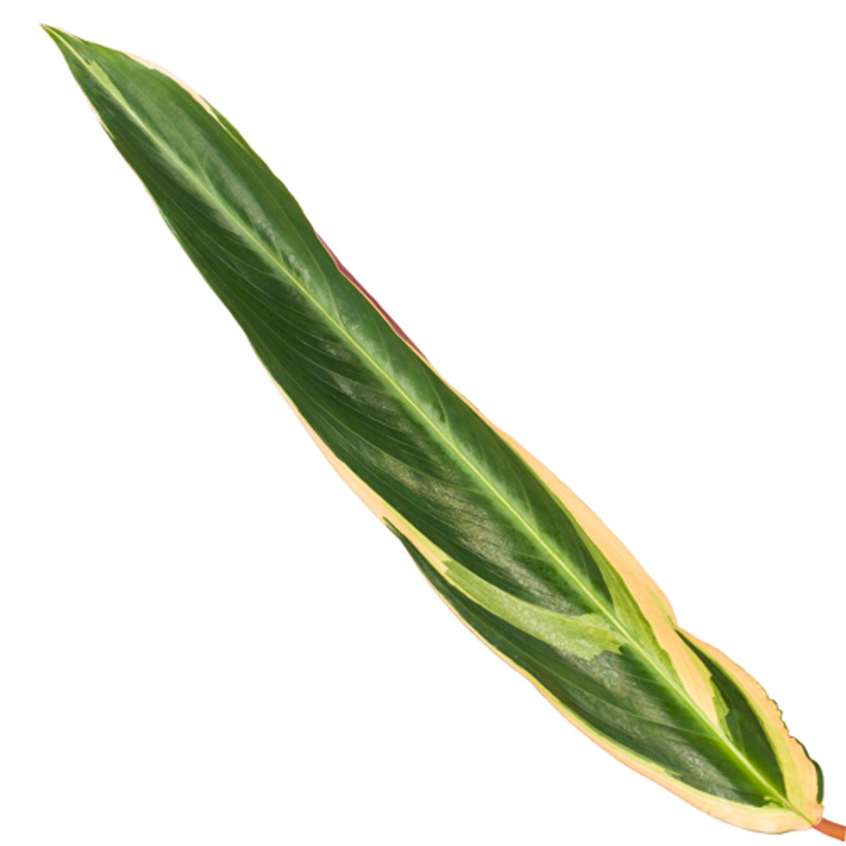 Calathea Triostar (Stromanthe) Ø 19 H 80 cm 2