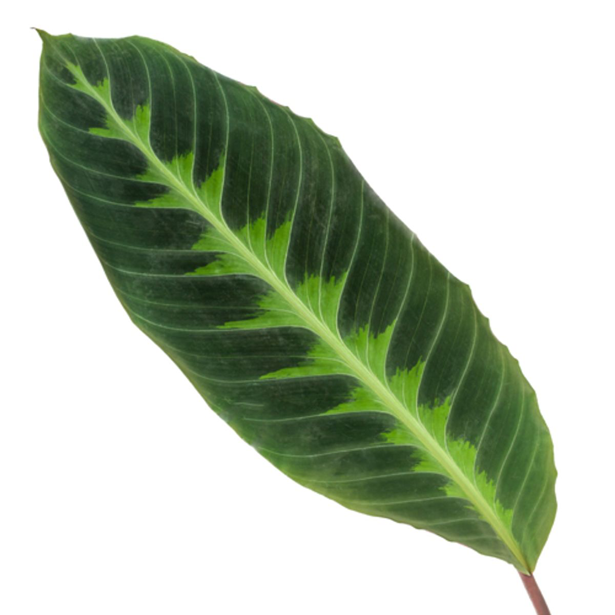 Calathea Warscewiczii Ø 21 H 100 cm 2
