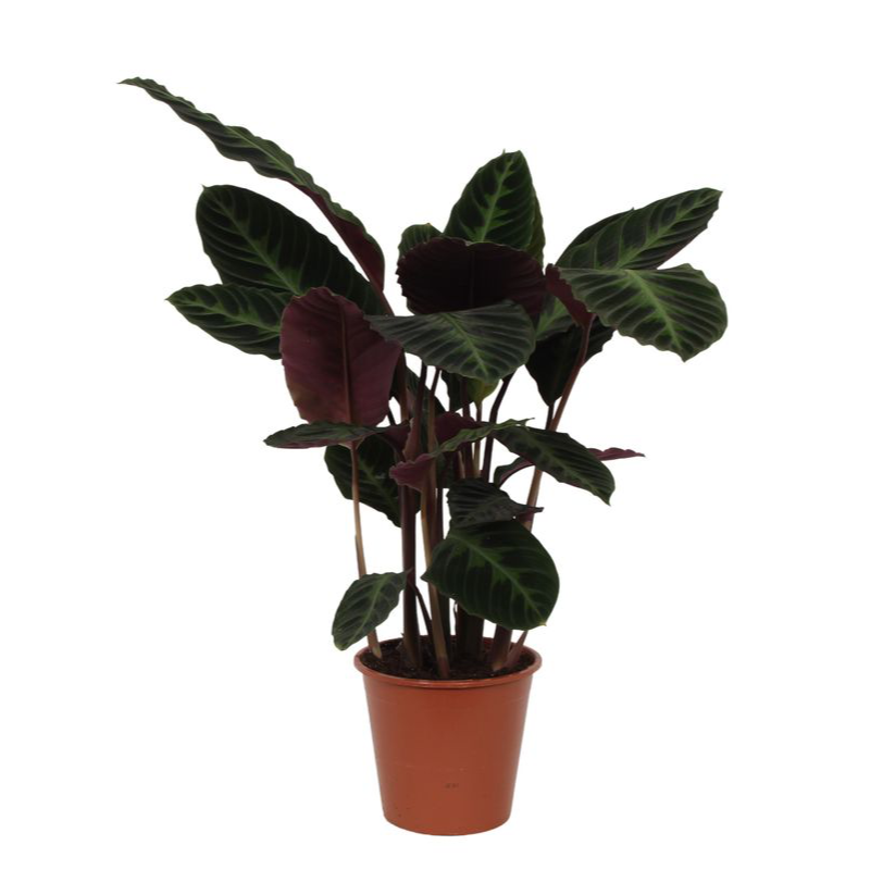 Calathea Warscewiczii Ø 21 H 90 cm