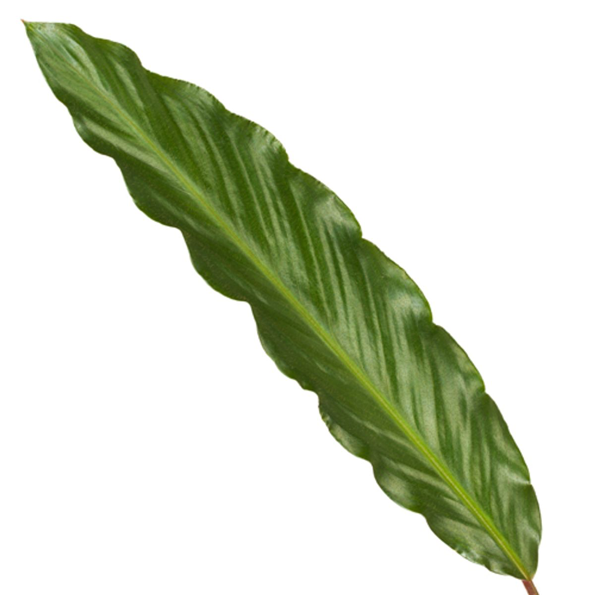 Calathea Wavestar Ø 19 H 80 cm 2