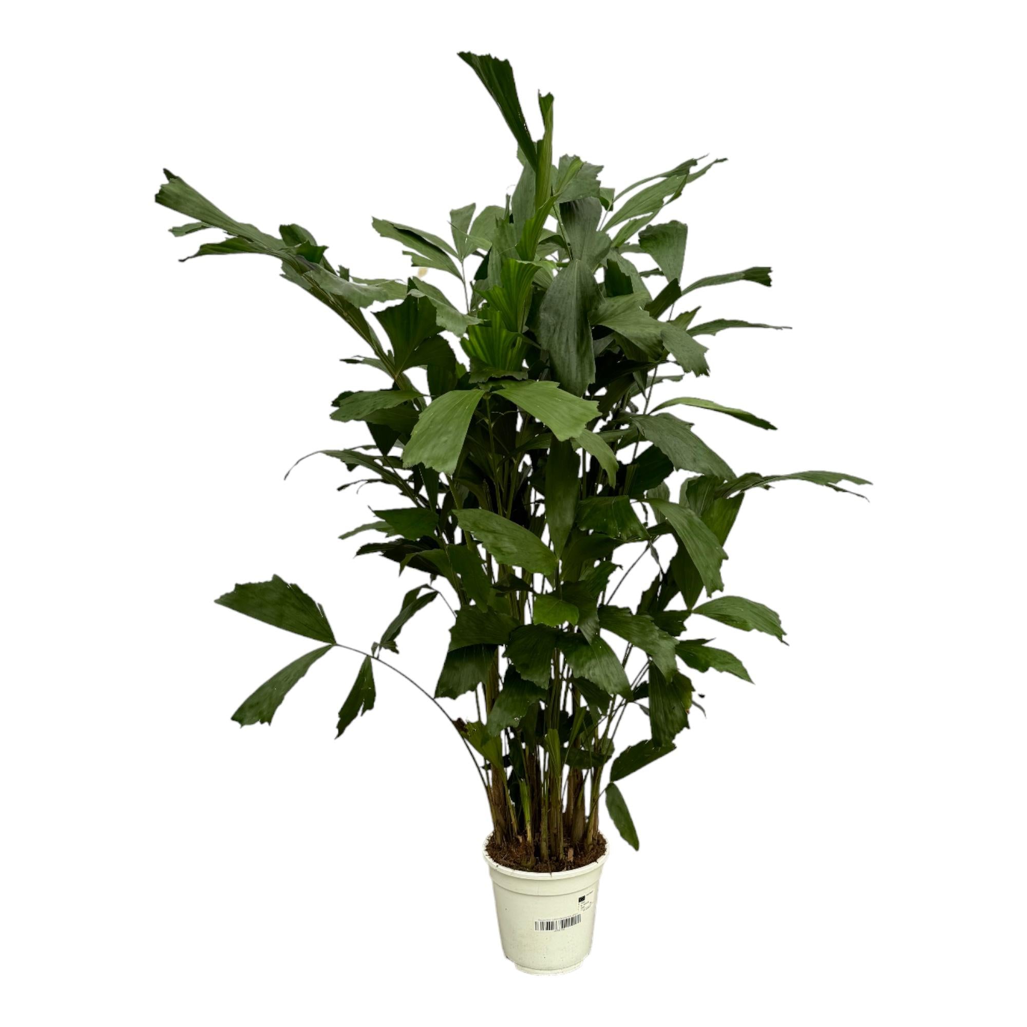 Caryota Mitis Ø 19 H 130 cm