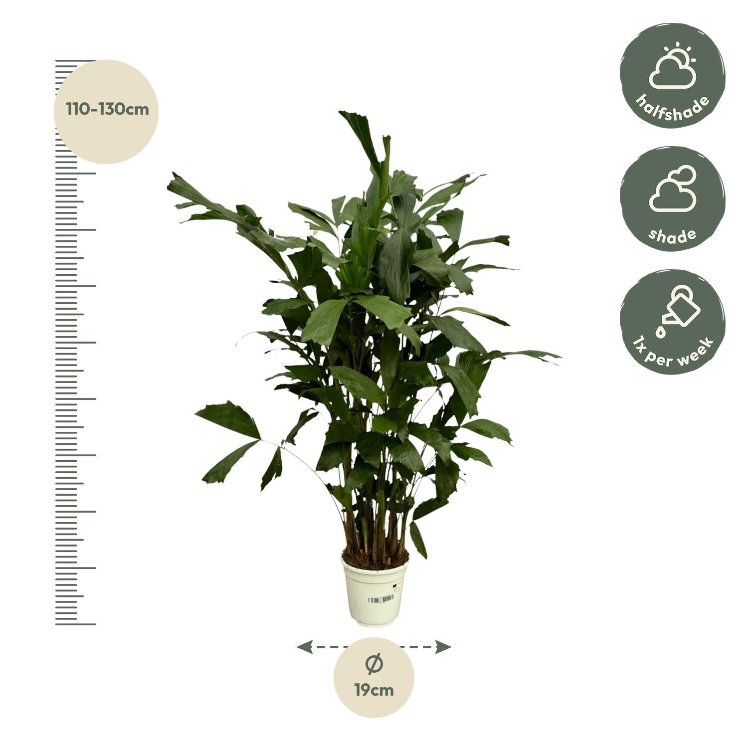 Caryota Mitis Ø 19 H 130 cm 2