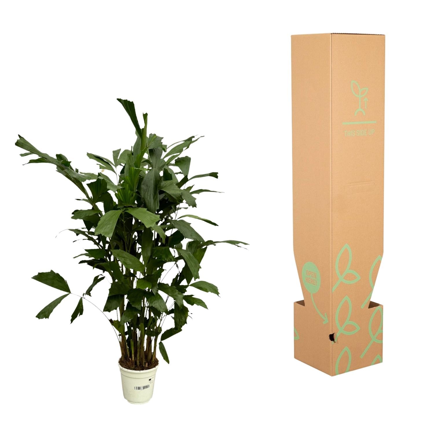 Caryota Mitis Ø 19 H 130 cm 3